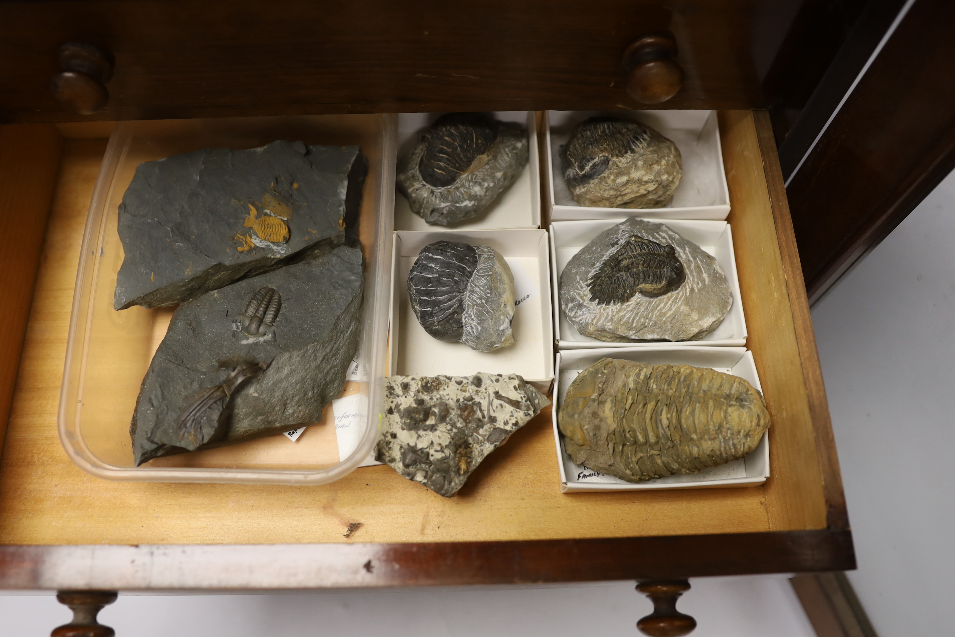 Fossil Trilobite interest; an early twentieth century six drawer pine collector’s cabinet of fossils, mainly Trilobite specimens on matrix (approx 35), etc. many specimens with labels, 47cm high, 38cm wide, 28cm deep